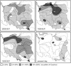 Attēlu rezultāti vaicājumam “Populus x lettland”