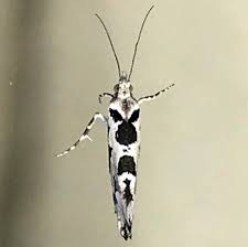 Attēlu rezultāti vaicājumam “Ypsolopha sequella”