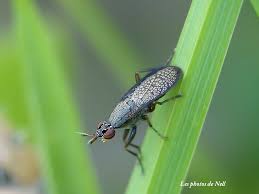 Attēlu rezultāti vaicājumam “Coremacera marginata”