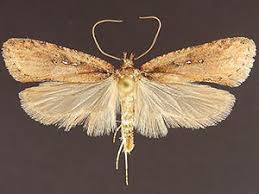 Attēlu rezultāti vaicājumam “Agonopterix ciliella imago”