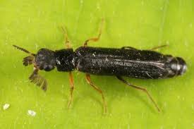 Attēlu rezultāti vaicājumam “Lymexylidae”