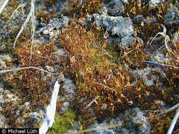 Attēlu rezultāti vaicājumam “Didymodon tophaceus”