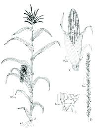 Attēlu rezultāti vaicājumam “Zea mays”