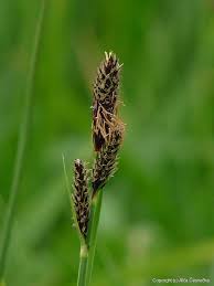 Attēlu rezultāti vaicājumam “Carex hartmanii”