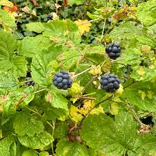 Attēlu rezultāti vaicājumam “Rubus caesius fruit”