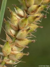 Attēlu rezultāti vaicājumam “Carex lepidocarpa leaf”