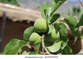 Attēlu rezultāti vaicājumam “Prunus armeniaca fruit”