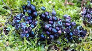 Attēlu rezultāti vaicājumam “Colloderma robustum”