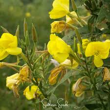Attēlu rezultāti vaicājumam “Oenothera biennis leaf”