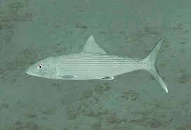 Image result for Albula vulpes