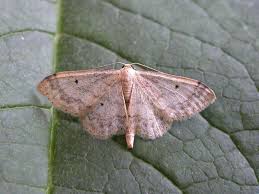 Attēlu rezultāti vaicājumam “Idaea biselata”