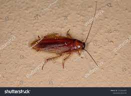 Attēlu rezultāti vaicājumam “Blattoptera”