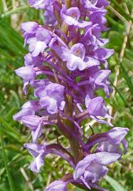 Attēlu rezultāti vaicājumam “Gymnadenia conopsea”