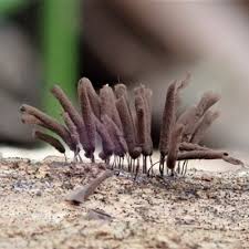 Attēlu rezultāti vaicājumam “Stemonitopsis aequalis var. microspora spores”