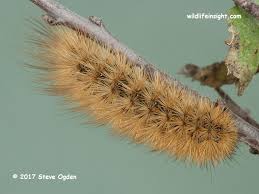 Attēlu rezultāti vaicājumam “Phragmatobia fuliginosa larva”