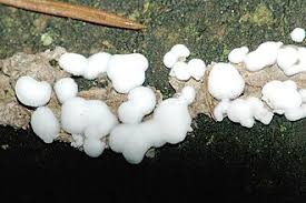 Attēlu rezultāti vaicājumam “Diderma testaceum”