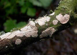 Attēlu rezultāti vaicājumam “Corticium roseum”