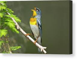 Image result for Parula americana