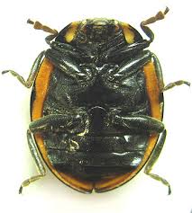 Attēlu rezultāti vaicājumam “Anatis ocellata”