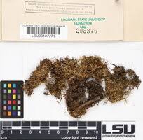 Attēlu rezultāti vaicājumam “Breidleria pratensis”