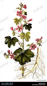 Image result for Malve