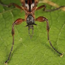 Attēlu rezultāti vaicājumam “Bibionidae female”