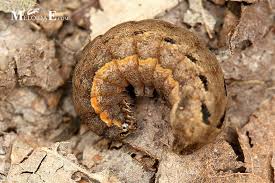 Attēlu rezultāti vaicājumam “Xestia c-nigrum”