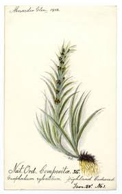 Attēlu rezultāti vaicājumam “Gnaphalium sylvaticum”