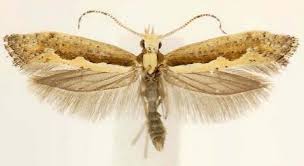 Attēlu rezultāti vaicājumam “Plutella xylostella”