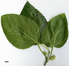 Attēlu rezultāti vaicājumam “Morus alba leaf”