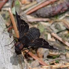 Attēlu rezultāti vaicājumam “Hemipenthes morio”