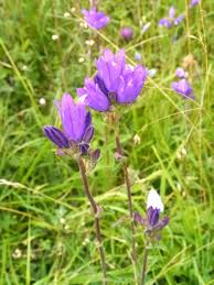 Attēlu rezultāti vaicājumam “Campanula glomerata leaf”