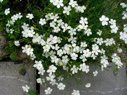 Attēlu rezultāti vaicājumam “Dianthus deltoides bud”