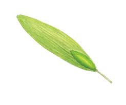 Attēlu rezultāti vaicājumam “Fraxinus excelsior Pendula fruit”