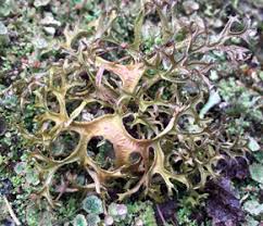 Attēlu rezultāti vaicājumam “Cetraria sepincola”