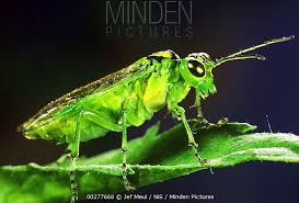 Attēlu rezultāti vaicājumam “Rhogogaster viridis”