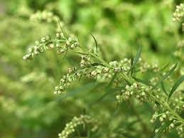 Attēlu rezultāti vaicājumam “Artemisia vulgaris flower”