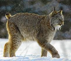 Afbeeldingsresultaat voor lynx
