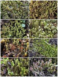 Attēlu rezultāti vaicājumam “Moerckia hibernica”