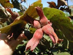 Attēlu rezultāti vaicājumam “Corylus avellana fruit”