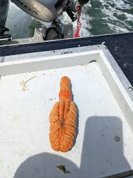 Attēlu rezultāti vaicājumam “Amaurochaete fusiformis”