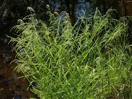 Attēlu rezultāti vaicājumam “Glyceria striata fruit”