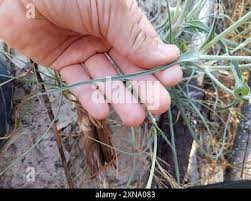 Attēlu rezultāti vaicājumam “Tragopogon heterospermus”