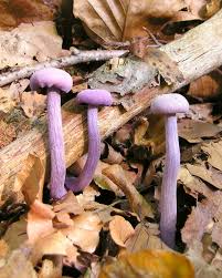 Attēlu rezultāti vaicājumam “Laccaria amethystina”