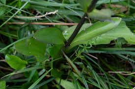 Attēlu rezultāti vaicājumam “Swertia perennis leaf”