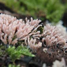 Attēlu rezultāti vaicājumam “Stemonitopsis typhina var. similis”