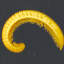 Attēlu rezultāti vaicājumam “Craspedosoma rawlinsi”