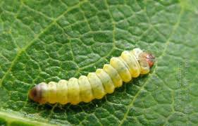 Attēlu rezultāti vaicājumam “Tischeria complanella larva”