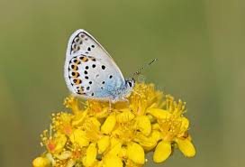 Attēlu rezultāti vaicājumam “Plebejus argus / Plebejus idas”