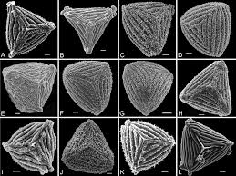 Attēlu rezultāti vaicājumam “Cribraria ferruginea spores”
